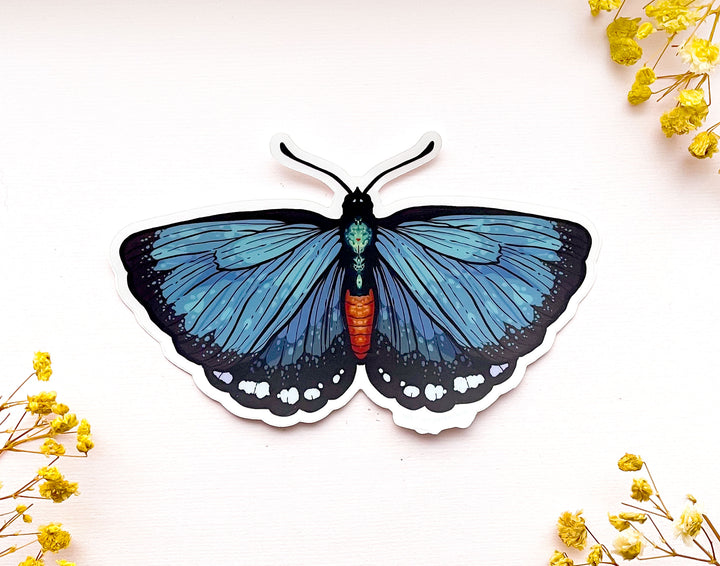 Atala Hairstreak Butterfly Clear Vinyl Sticker