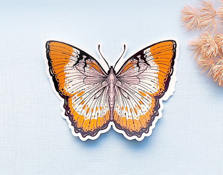 Mestra Dorcas Butterfly Clear Vinyl Sticker
