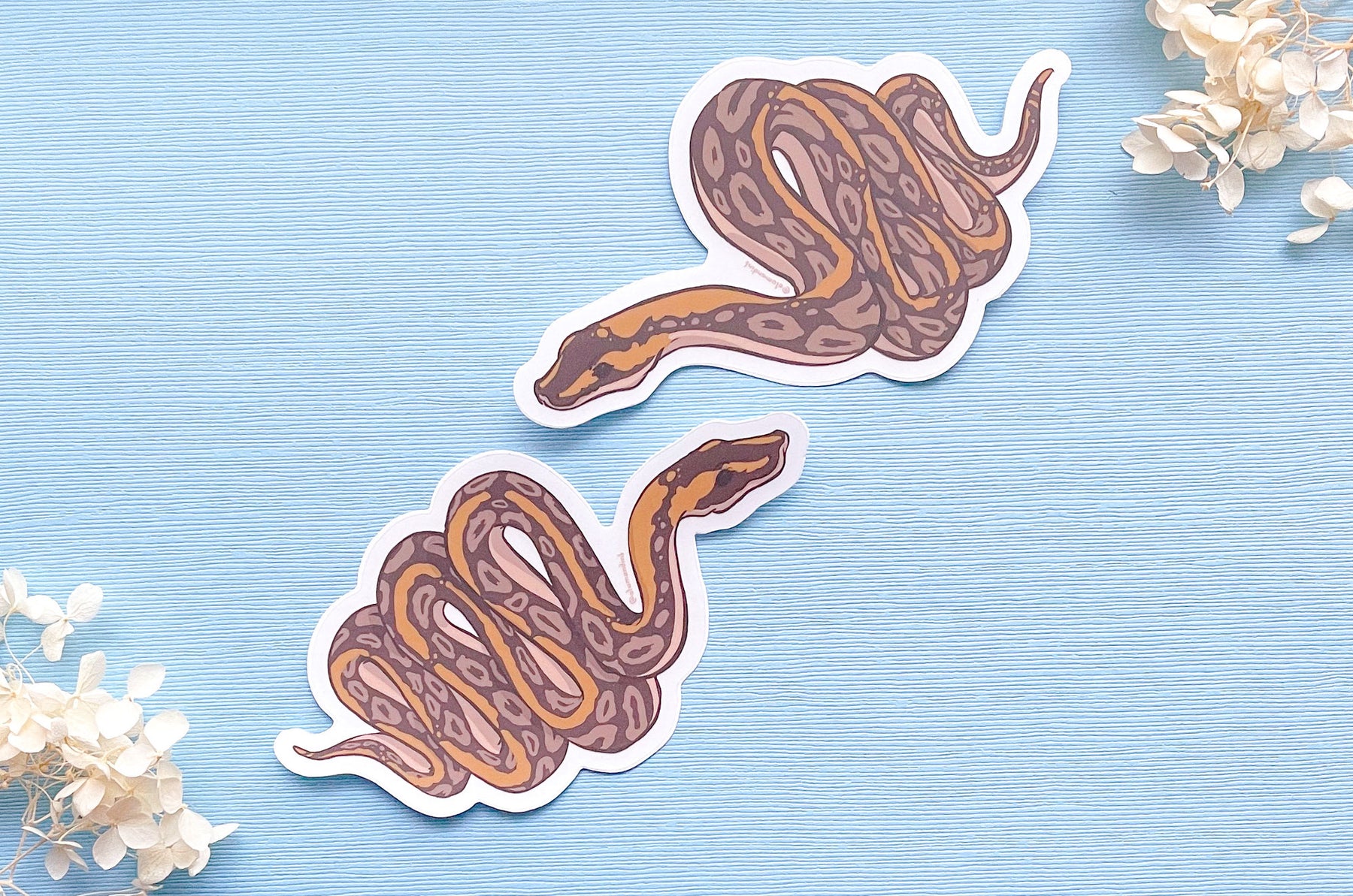 Ball Python Clear Vinyl Sticker Set – Alum and Ink